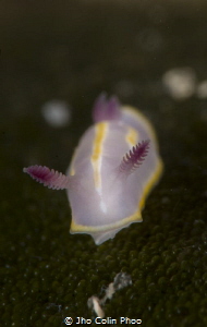 Baby nudibranch by Jho Colin Phoo 